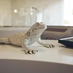 Eve Cap D'agde Village Naturiste 호텔 아그